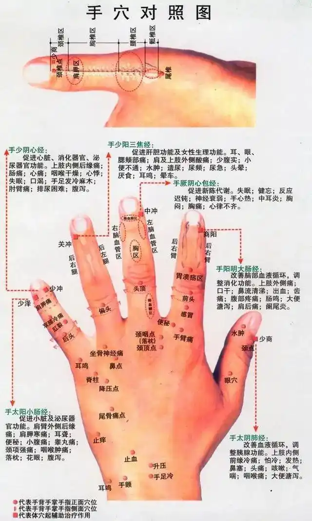 断掌在医学上叫什么_手部健康诊断_手部反射区诊断